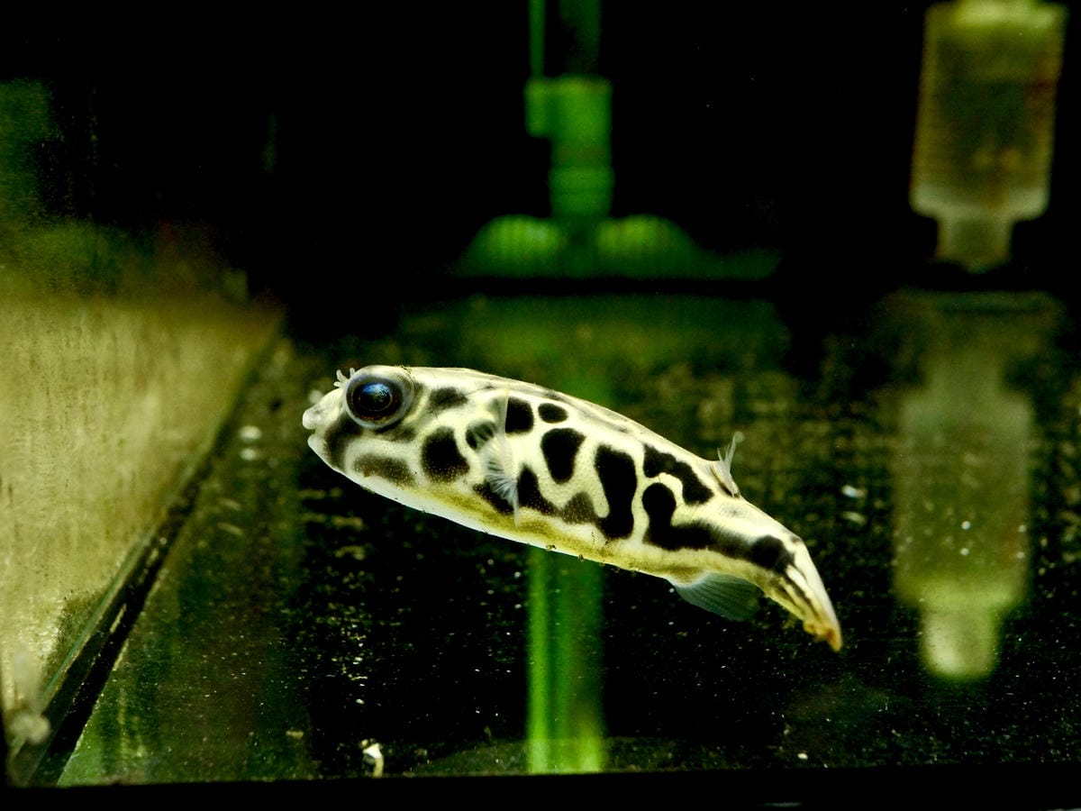 台北水族館推薦 三重 皇家水族 Royalcaridinat 台北水族館推薦 三重 皇家水族 Royalcaridinat