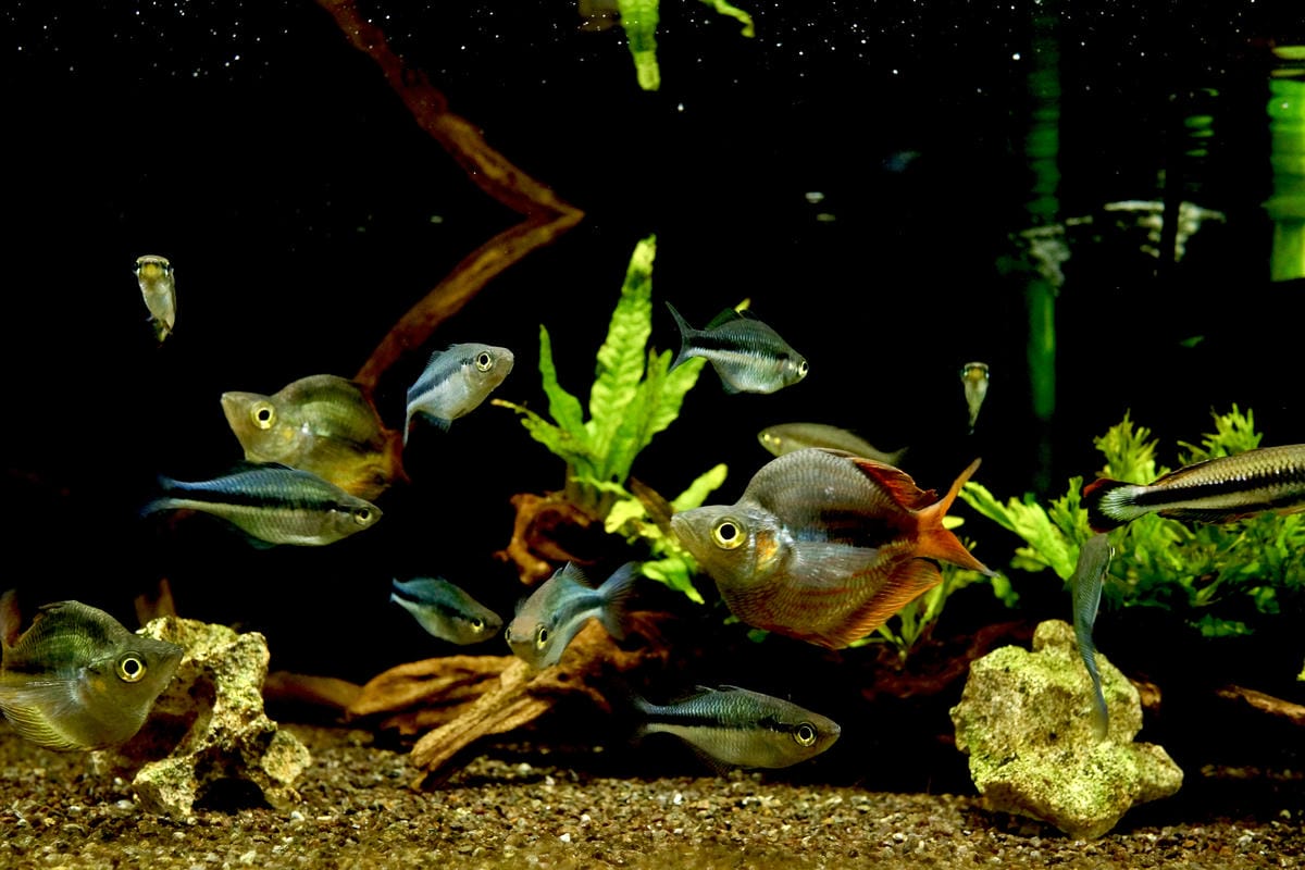 台北水族館推薦 三重 皇家水族 Royalcaridinat 台北水族館推薦 三重 皇家水族 Royalcaridinat