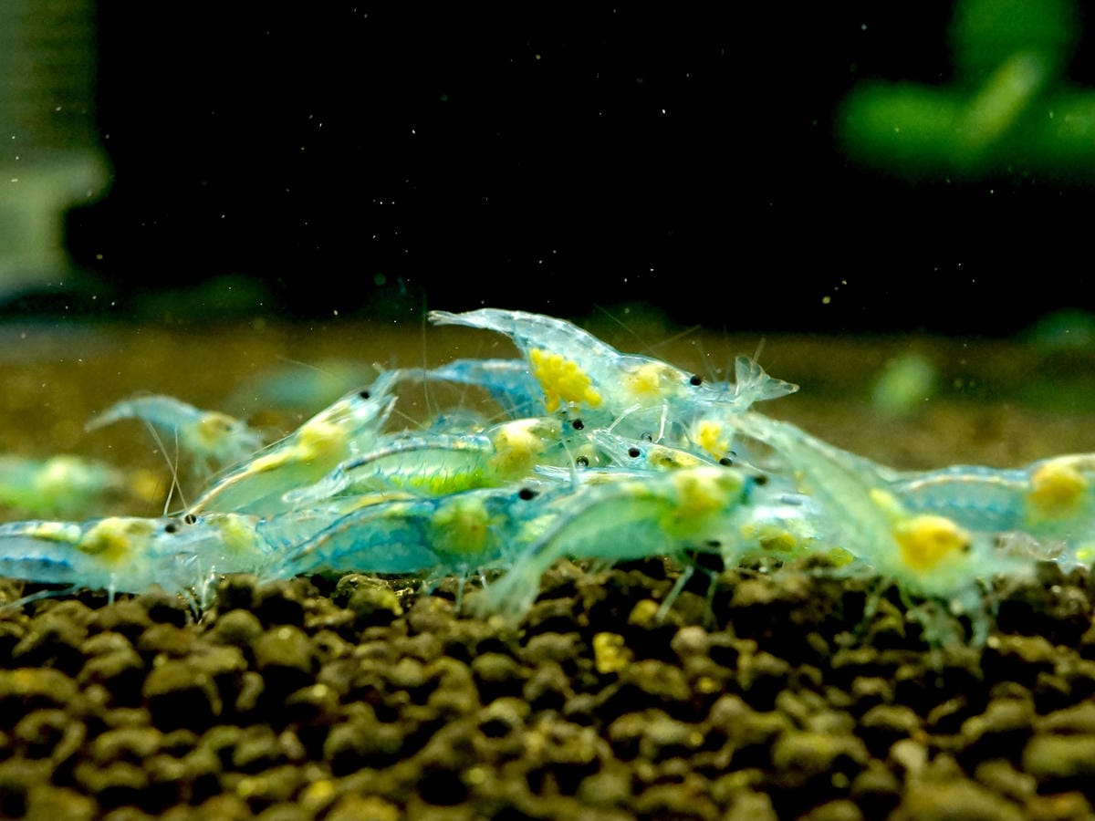 台北水族館推薦 三重 皇家水族 Royalcaridinat 台北水族館推薦 三重 皇家水族 Royalcaridinat