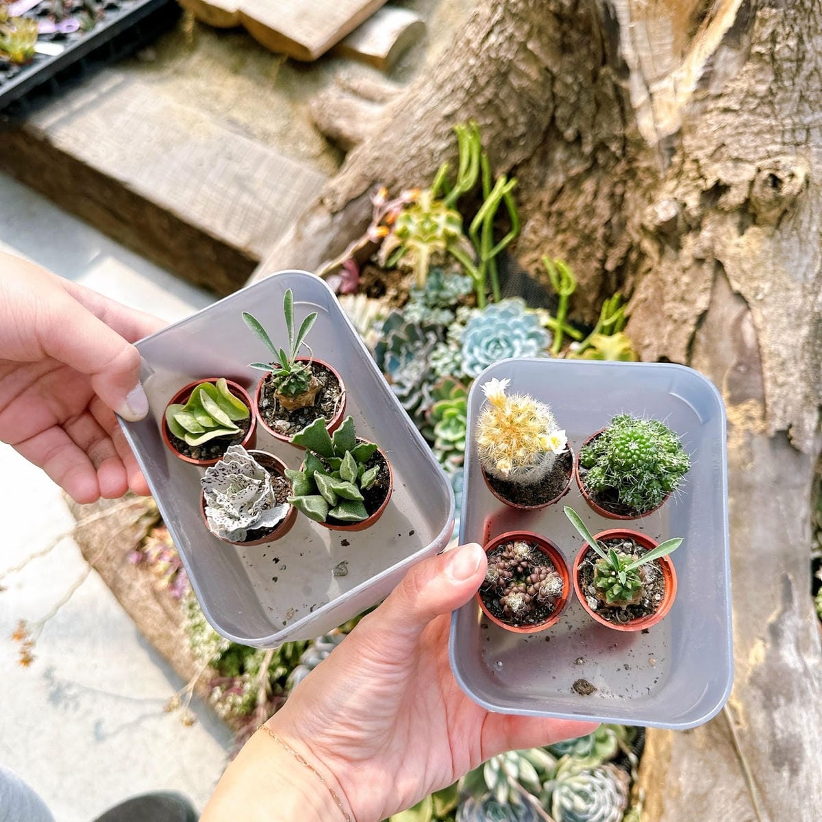 南投鹿谷最新景點推薦~鹿芝谷生態景觀園區 遊玩攻略看這裡! 南投鹿谷最新景點推薦~鹿芝谷生態景觀園區 遊玩攻略看這裡!
