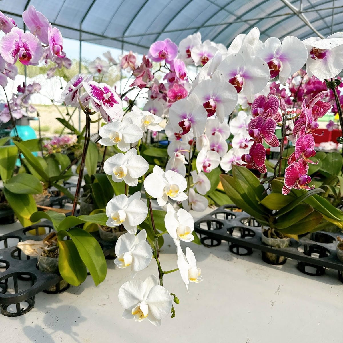 台版極光屋 台南全新豪華懶人露營 曉晴星空玉井營區無光害透明 台版極光屋 台南全新豪華懶人露營 曉晴星空玉井營區無光害透明