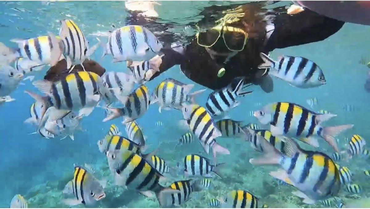 綠島無腦旅遊三天兩夜這樣玩~享用綠島海草系美食、船票、租借機 綠島無腦旅遊三天兩夜這樣玩~享用綠島海草系美食、船票、租借機