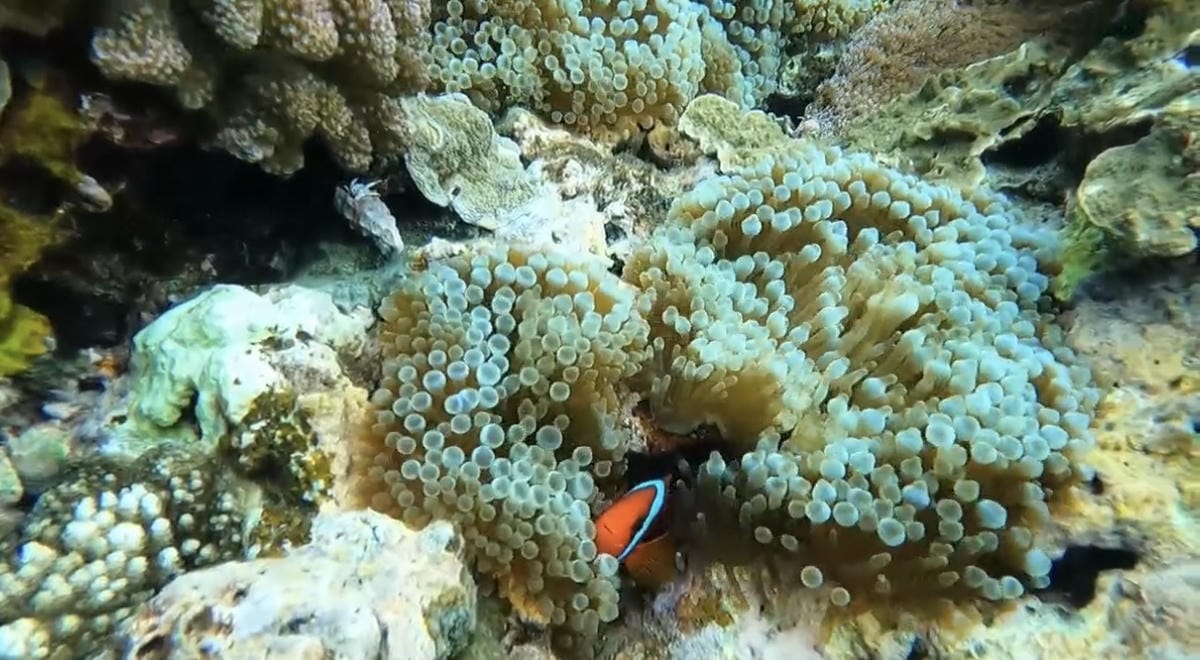 綠島無腦旅遊三天兩夜這樣玩~享用綠島海草系美食、船票、租借機 綠島無腦旅遊三天兩夜這樣玩~享用綠島海草系美食、船票、租借機