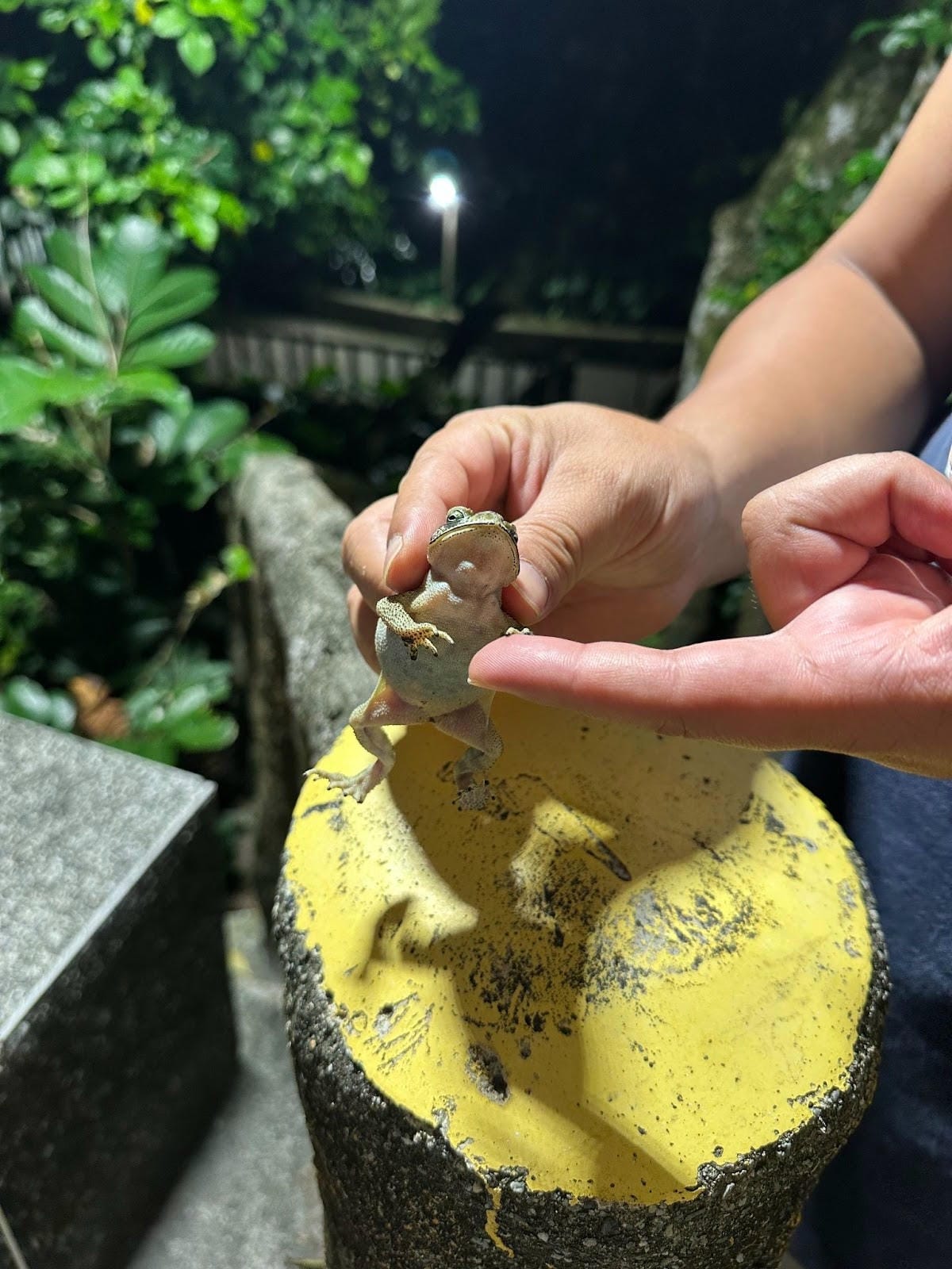 綠島無腦旅遊三天兩夜這樣玩~享用綠島海草系美食、船票、租借機 綠島無腦旅遊三天兩夜這樣玩~享用綠島海草系美食、船票、租借機