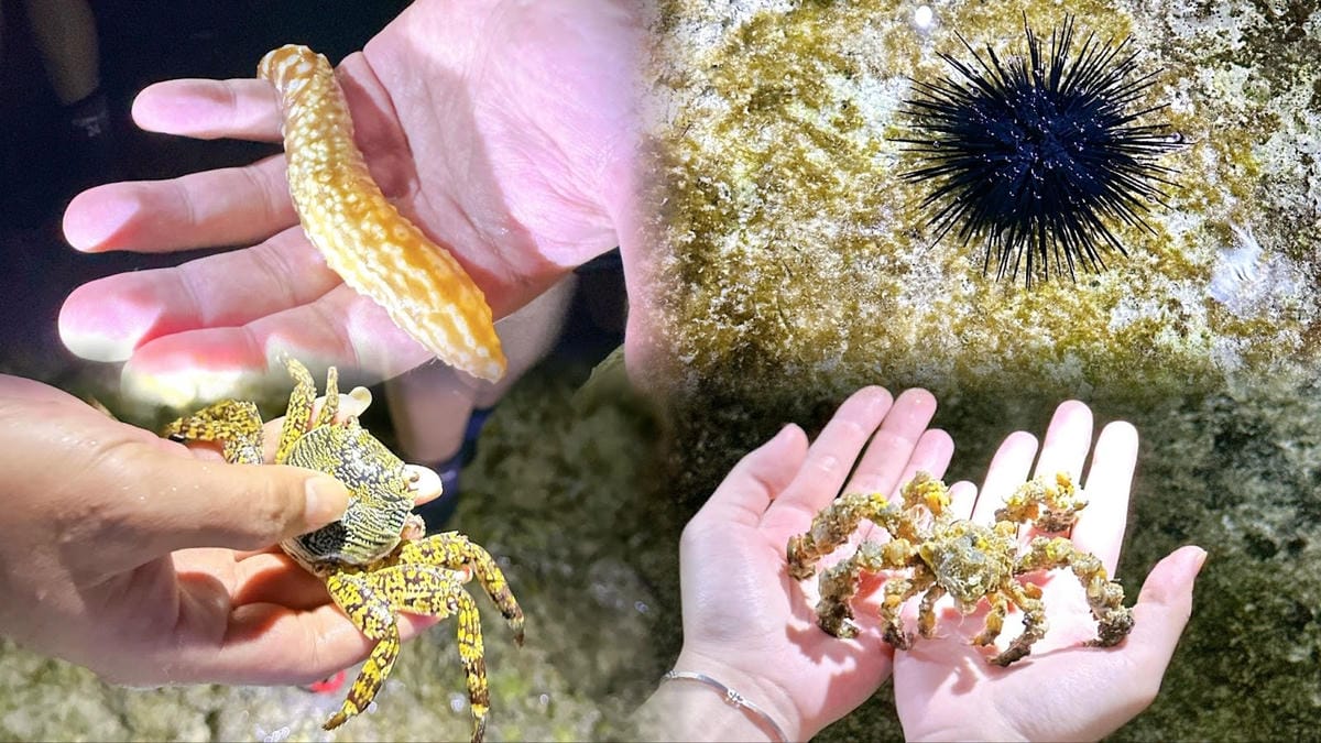綠島無腦旅遊三天兩夜這樣玩~享用綠島海草系美食、船票、租借機 綠島無腦旅遊三天兩夜這樣玩~享用綠島海草系美食、船票、租借機