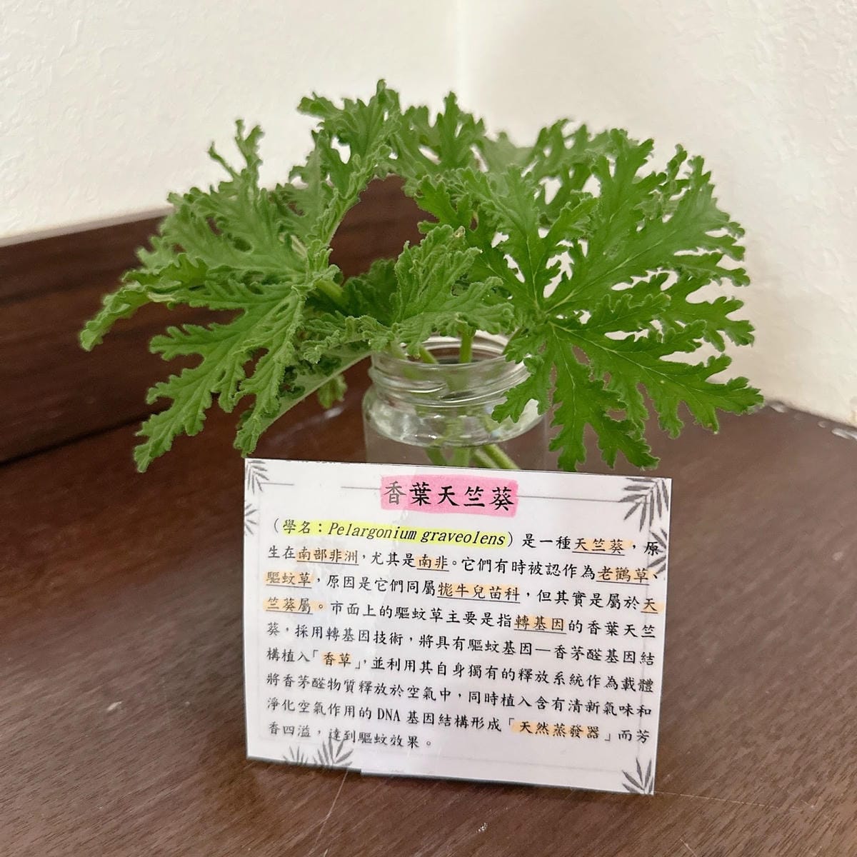 南投住宿推薦~ 登山客的天堂~雲想和社山林 讓人輕鬆擁抱大自 南投住宿推薦~ 登山客的天堂~雲想和社山林 讓人輕鬆擁抱大自