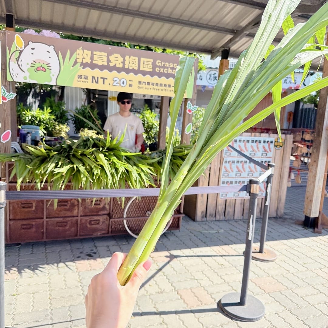 四重溪溫泉季開跑啦!超美燈光藝術一定要來朝聖~在戀戀茴香住上 四重溪溫泉季開跑啦!超美燈光藝術一定要來朝聖~在戀戀茴香住上